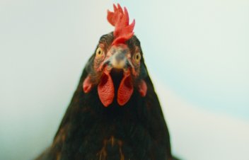 „Lācis, Lauva un Zars”. Ceļš ved uz kinozāli
