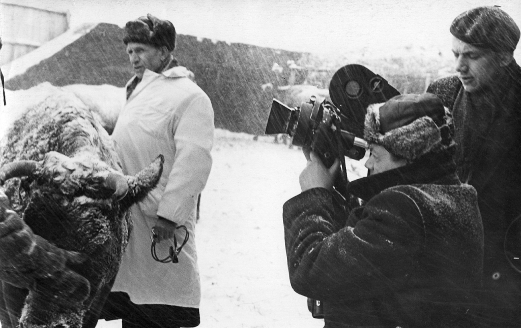 Asistē Ivars Seleckis (no labās), filmē Vladimirs Gailis, top dokumentālā filma "Viena slaucēja - 140 govis" (1960)