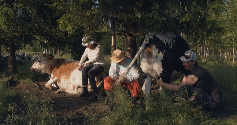 Kadrs no filmas "Lieliskās govju kundzes / Fabulous Cow Ladies"